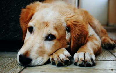 Adoption und Pflege von alten Hunden