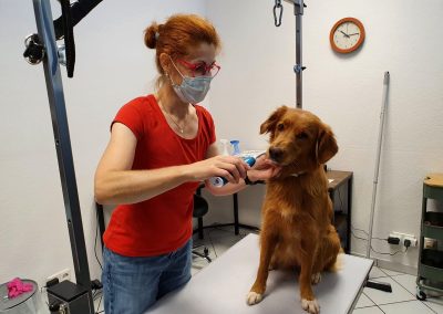 FargoCut Hundesalon - Schonende Zahnreinigung
